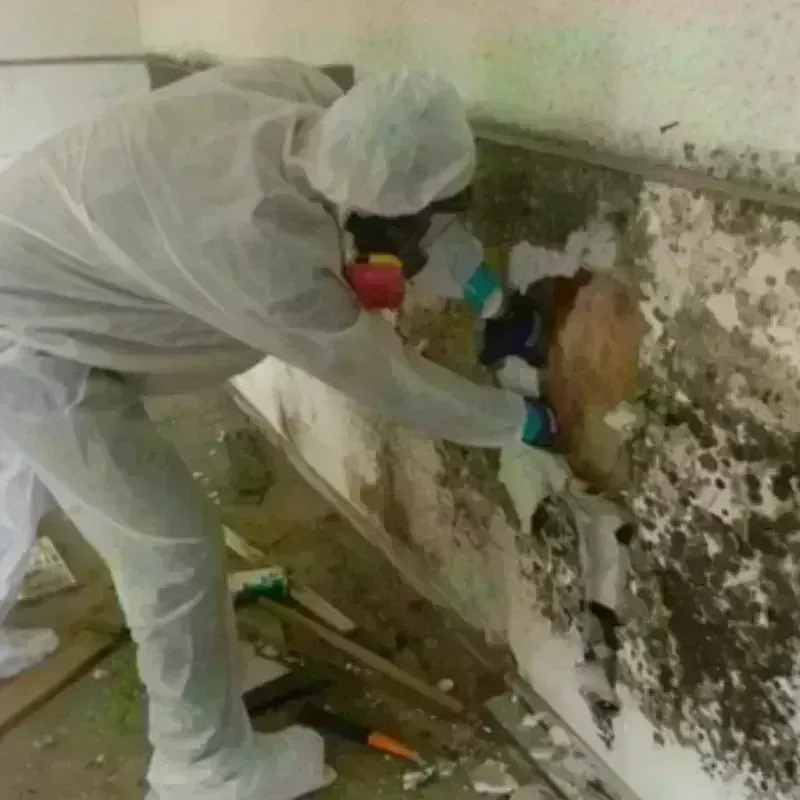 Mold Remediation and Removal in Manning, SC